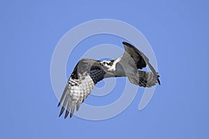 Osprey, pandion haliaetus photo