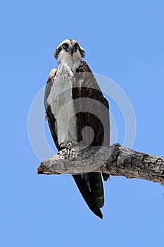 Osprey Pandion haliaetus