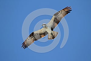 Osprey (pandion haliaetus) photo