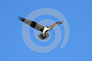 Osprey (pandion haliaetus) photo
