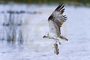 Osprey, pandion haliaetus photo