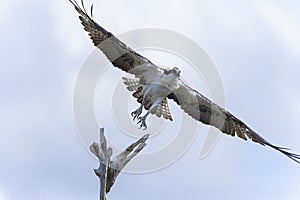 Osprey, pandion haliaetus