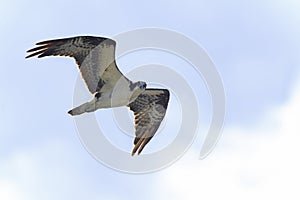 Osprey, pandion haliaetus