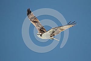 Osprey (pandion haliaetus)