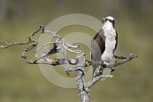 Osprey, Pandion haliaetus,