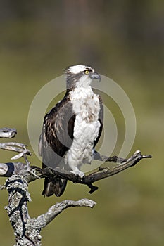 Osprey, Pandion haliaetus,