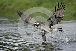 Osprey, Pandion haliaetus