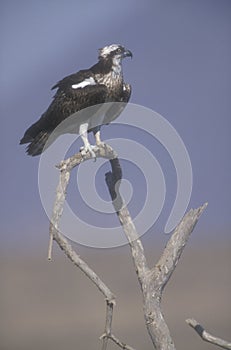 Osprey, Pandion haliaetus