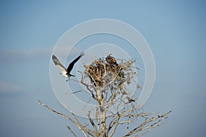 Osprey (Pandion haliaetus)