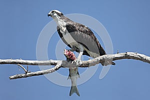 Osprey Pandion haliaetus