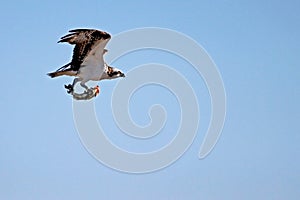 Osprey, Pandion haliaetus, bird, Baja California, Mexico