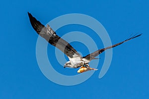 An osprey, Pandion haliaetus, carries a fish in its talons as it flies above a wetland in Culver, Indiana