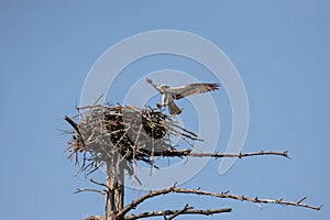 Osprey (Pandion haliaetus) carrying a freshly caught fish in its talons