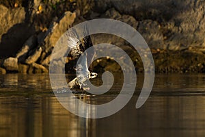 Osprey (Pandion haliaetus) catches fish.