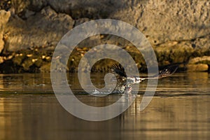 Osprey (Pandion haliaetus) catches fish.