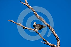 Osprey (Pandion haliaetus) with fish in claws