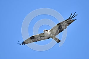 Osprey Pandion haliaetus in flight