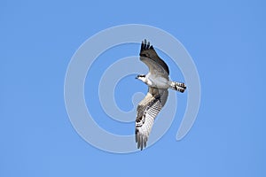 Osprey Pandion haliaetus in flight with blue sky