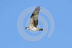 Osprey Pandion haliaetus in flight with blue sky