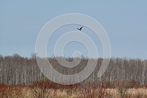 Osprey (Pandion haliaetus) in flight over with dense forest on the horizon Tiny Marsh