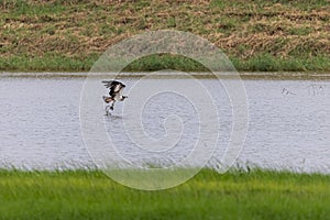 Osprey Pandion haliaetus  fly by pond to catch fish