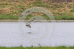 Osprey Pandion haliaetus  fly by pond to catch fish