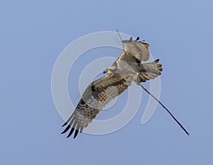 Osprey Pandion haliaetus flying with nesting material