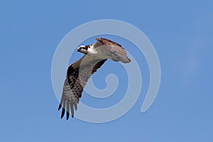 Osprey