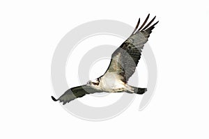 Osprey (pandion haliaetus) Isolated photo
