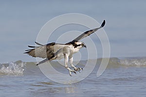 Osprey landing in the Gulf of Mexico - Fort DeSoto Park, Florida photo