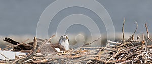 Osprey Pandion haliaetus in nest. in Cape May, NJ