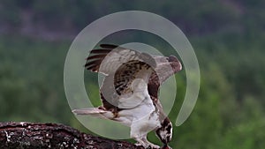 Osprey, pandion haliaetus, panoramic and still while feeding on trout on a branch in the cairngorm national park, scotland during