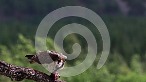 Osprey, pandion haliaetus, panoramic and still while feeding on trout on a branch in the cairngorm national park, scotland during