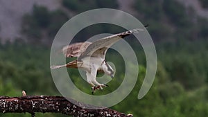 Osprey, pandion haliaetus, panoramic and still while feeding on trout on a branch in the cairngorm national park, scotland during