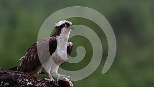 Osprey, pandion haliaetus, panoramic and still while feeding on trout on a branch in the cairngorm national park, scotland during