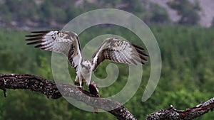 Osprey, pandion haliaetus, panoramic and still while feeding on trout on a branch in the cairngorm national park, scotland during