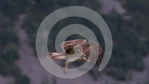 Osprey, pandion haliaetus, panoramic and still while feeding on trout on a branch in the cairngorm national park, scotland during