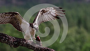 Osprey, pandion haliaetus, panoramic and still while feeding on trout on a branch in the cairngorm national park, scotland during