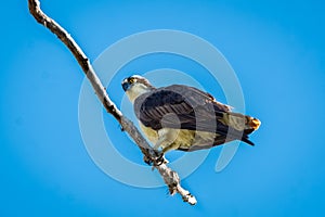 Osprey (Pandion haliaetus) perched on a branch