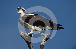 Osprey (Pandion haliaetus) perching on branch