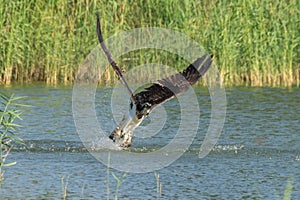 An osprey (Pandion haliaetus) the sea hawk, river hawk, or fish hawk diving into the water to catch fish