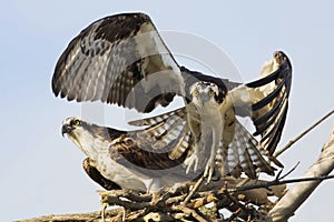 Osprey (Pandion Haliaetus) taking off from its nest