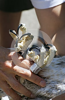 Osprey (Pandion haliaetus) Talons photo