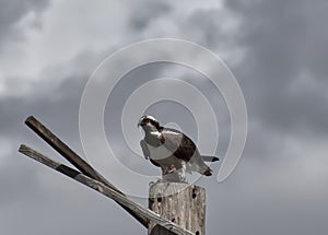 Osprey Perched Eating Prey