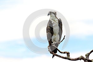 Osprey perched on bare branch with open background