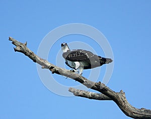 Osprey Perched On Branch