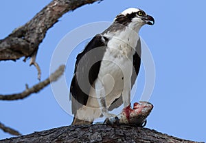 Osprey perched on branch with blue sky background