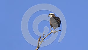 Osprey Perched on a Branch Closeup