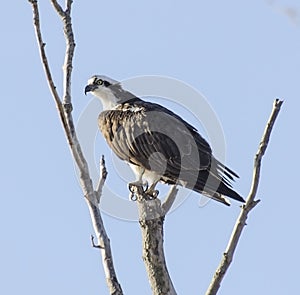 Osprey Perched on Dead Tree