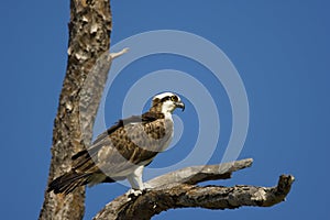 Osprey perched on a dead tree